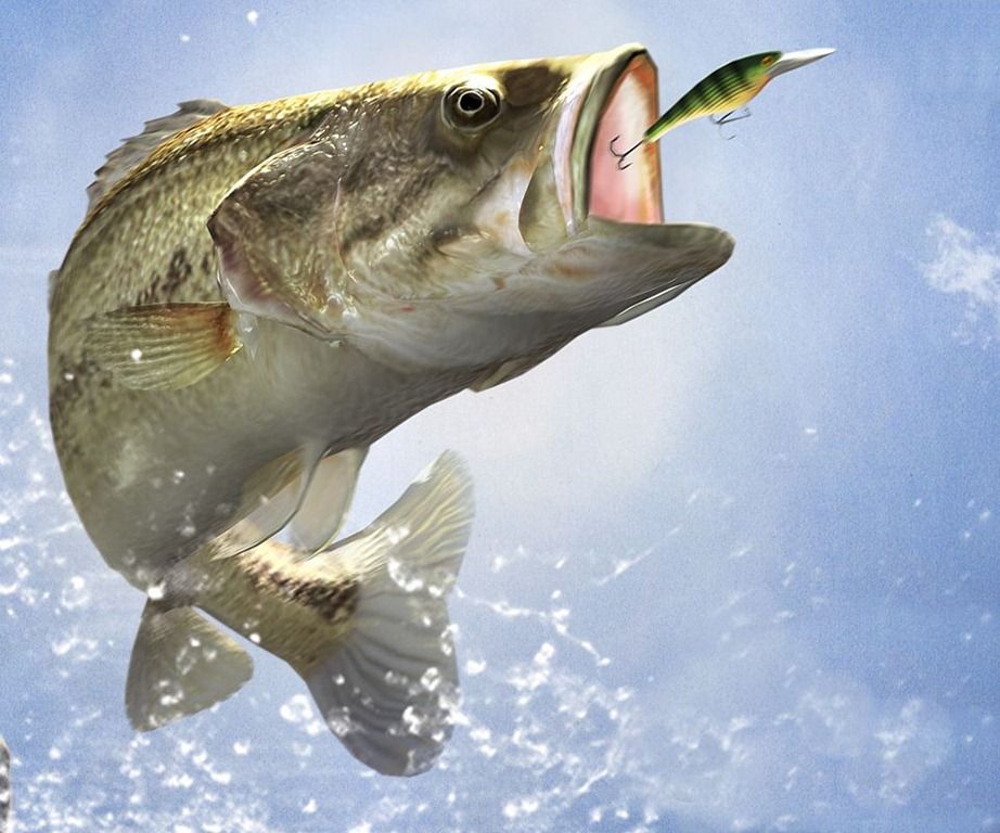 What Do Carp Eat? 