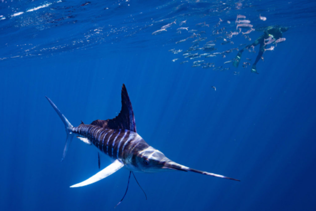Fastest Fish in the Ocean Meet the Speedsters!